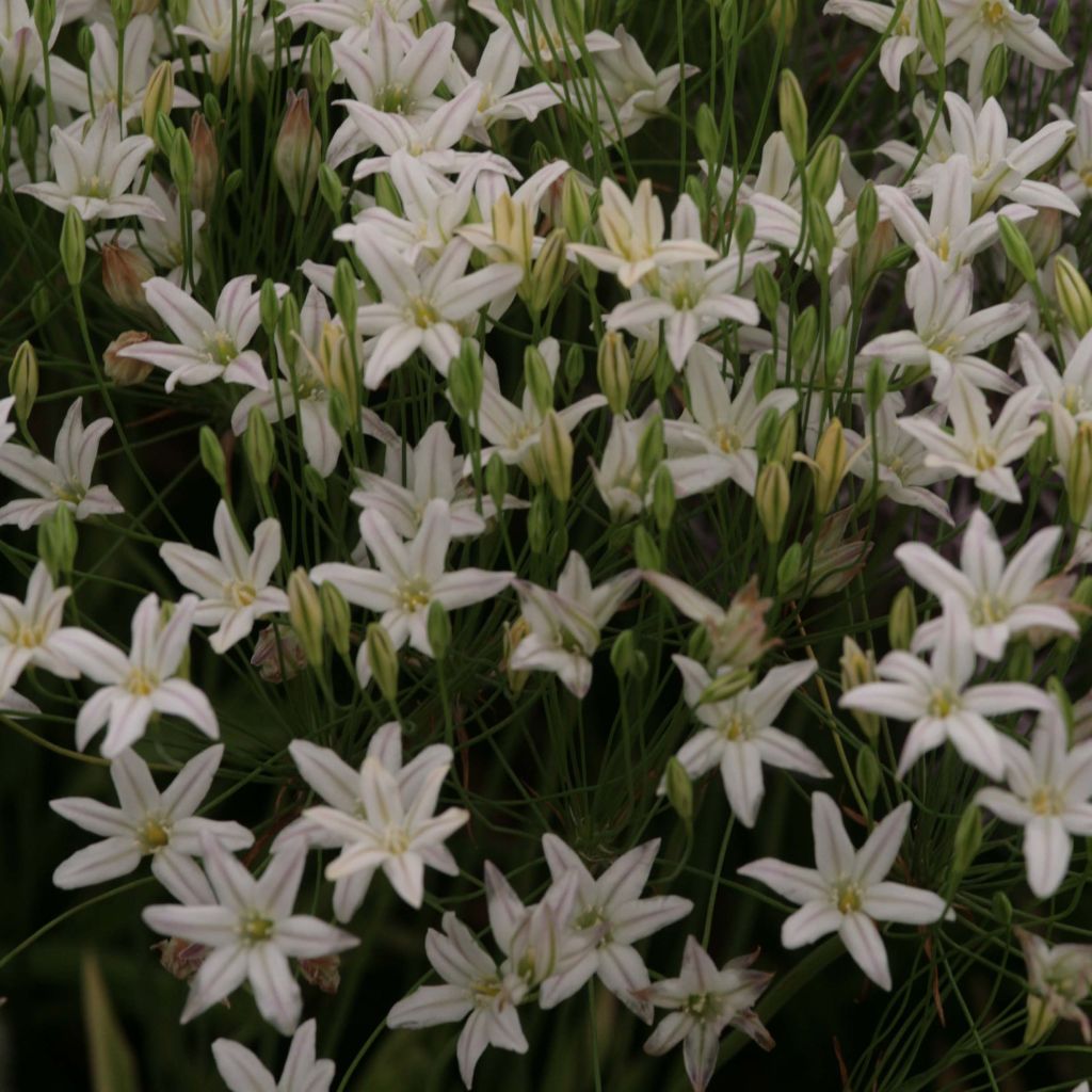 Triteleia laxa Silver Queen - Triteleia comune