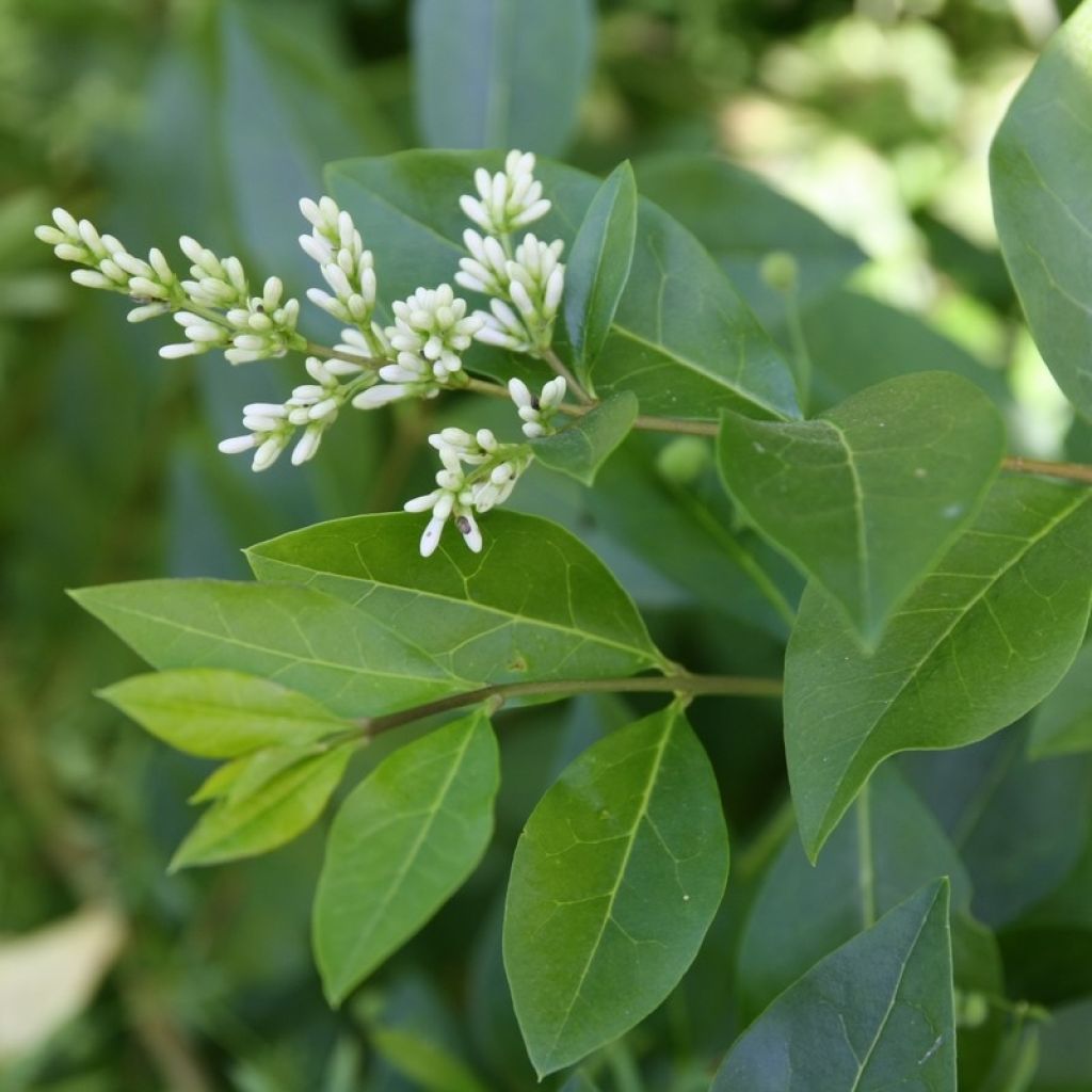 Ligustrum ovalifolium - Ligustro a foglie ovali