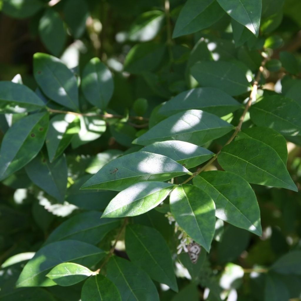 Ligustrum ovalifolium - Ligustro a foglie ovali