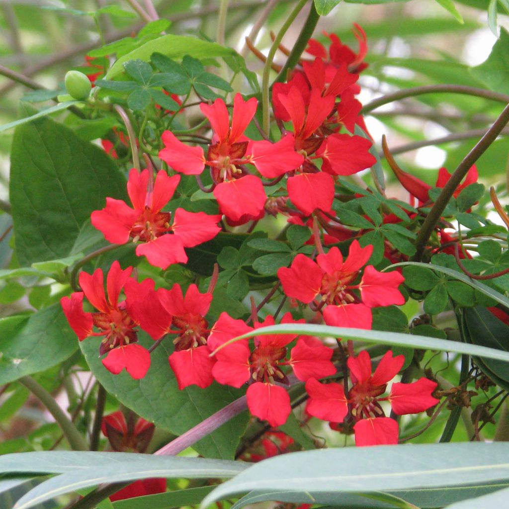 Tropaeolum speciosum - Nasturzio