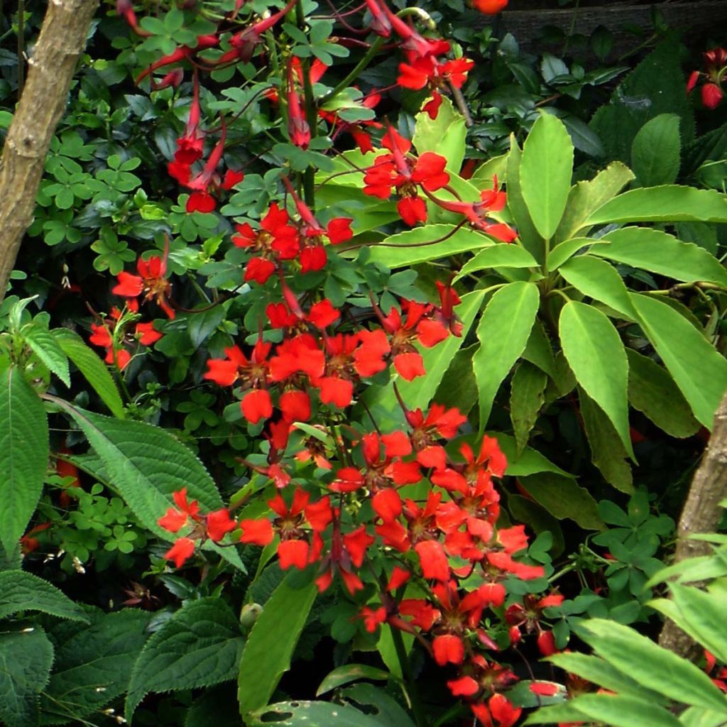 Tropaeolum speciosum - Nasturzio