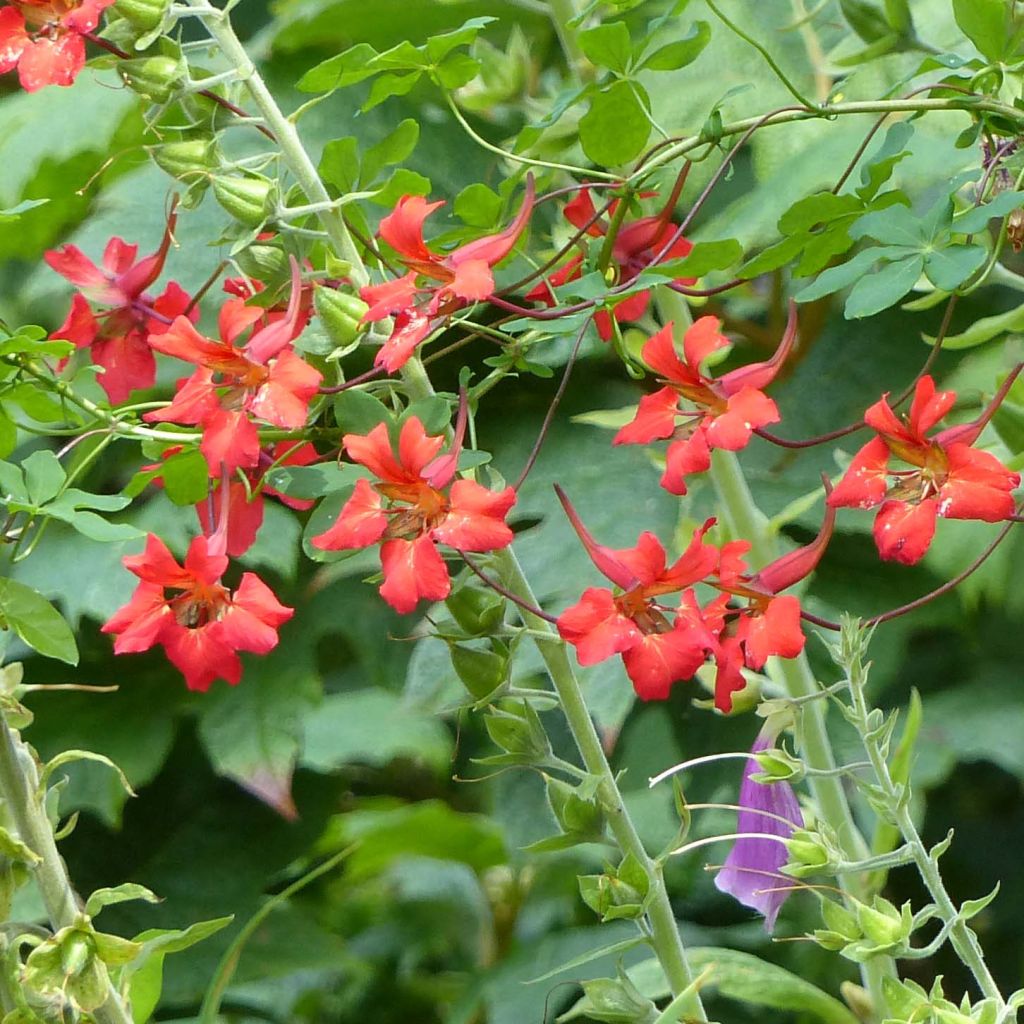 Tropaeolum speciosum - Nasturzio