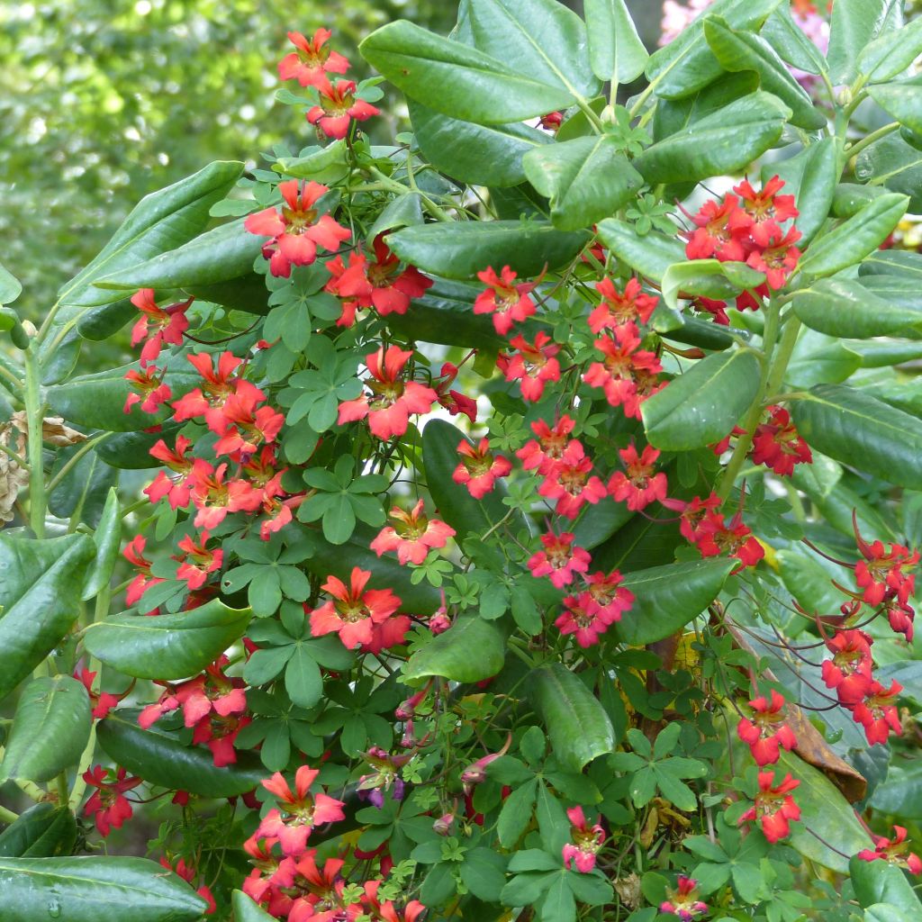 Tropaeolum speciosum - Nasturzio