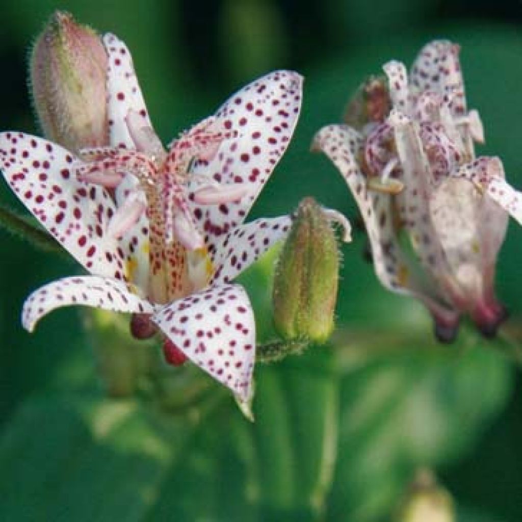 Tricyrtis hirta Tricyrtis hirta