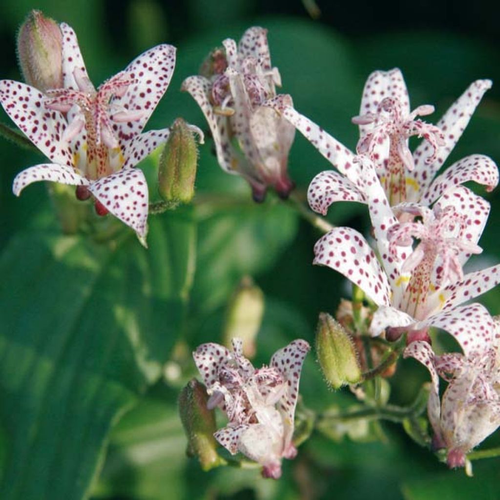 Tricyrtis hirta Tricyrtis hirta