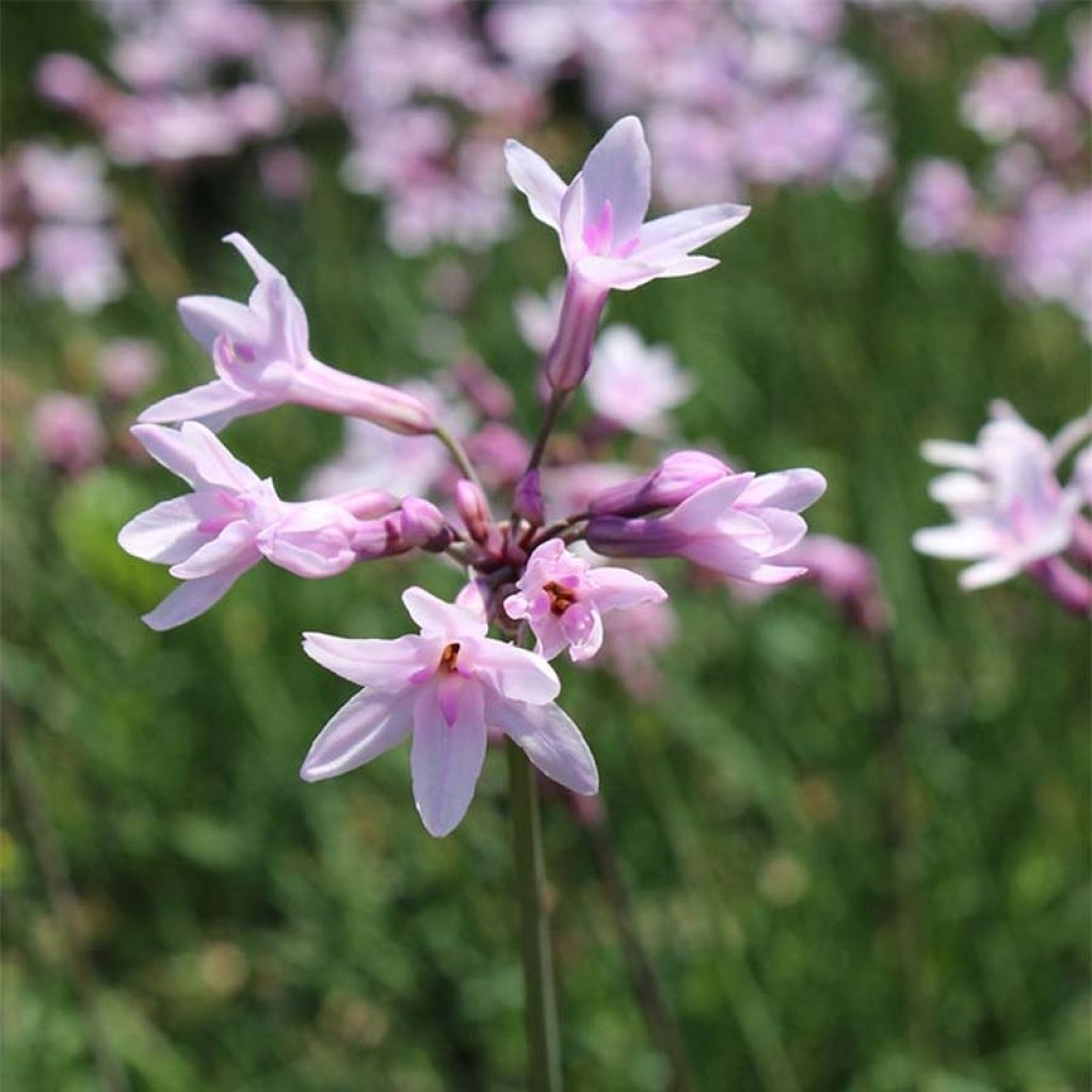 Tulbaghia violacea Ashanti