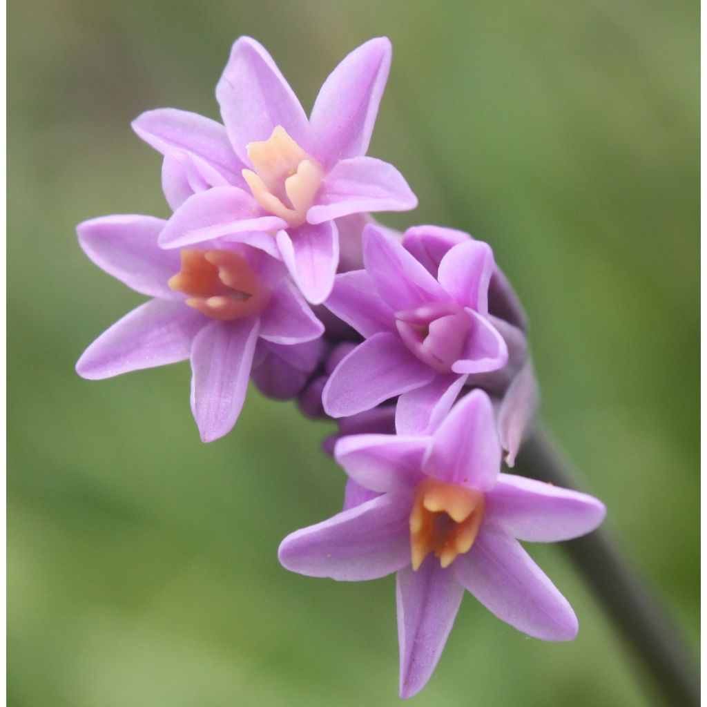 Tulbaghia violacea var. maritima simmleri Himba