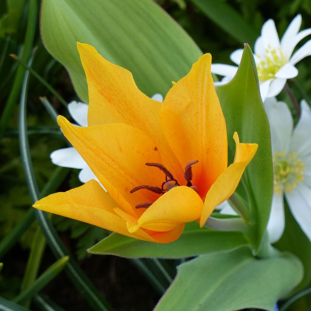 Tulipano praestans Shogun - Tulipano botanico