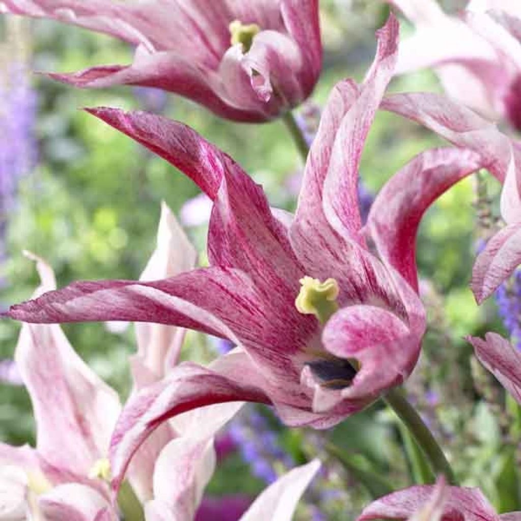 Tulipe fleur de Lis Magic Wings