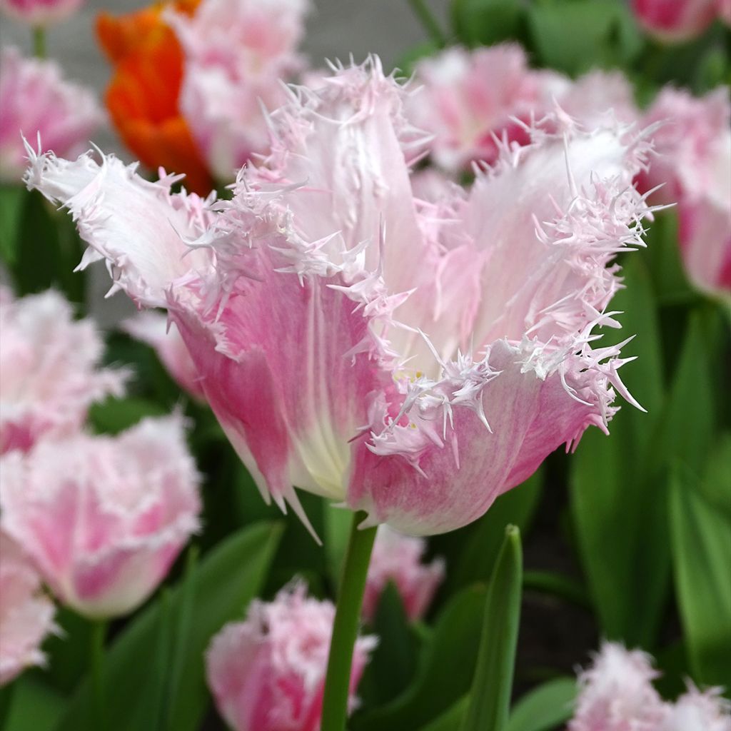 Tulipe dentelée Huis Ten Bosch