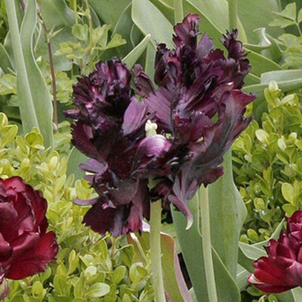 Tulipe Perroquet Black Parrot