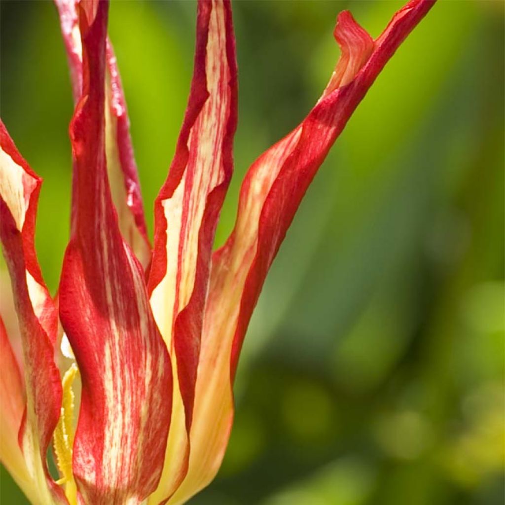 Tulipano acuminata - Tulipano botanico