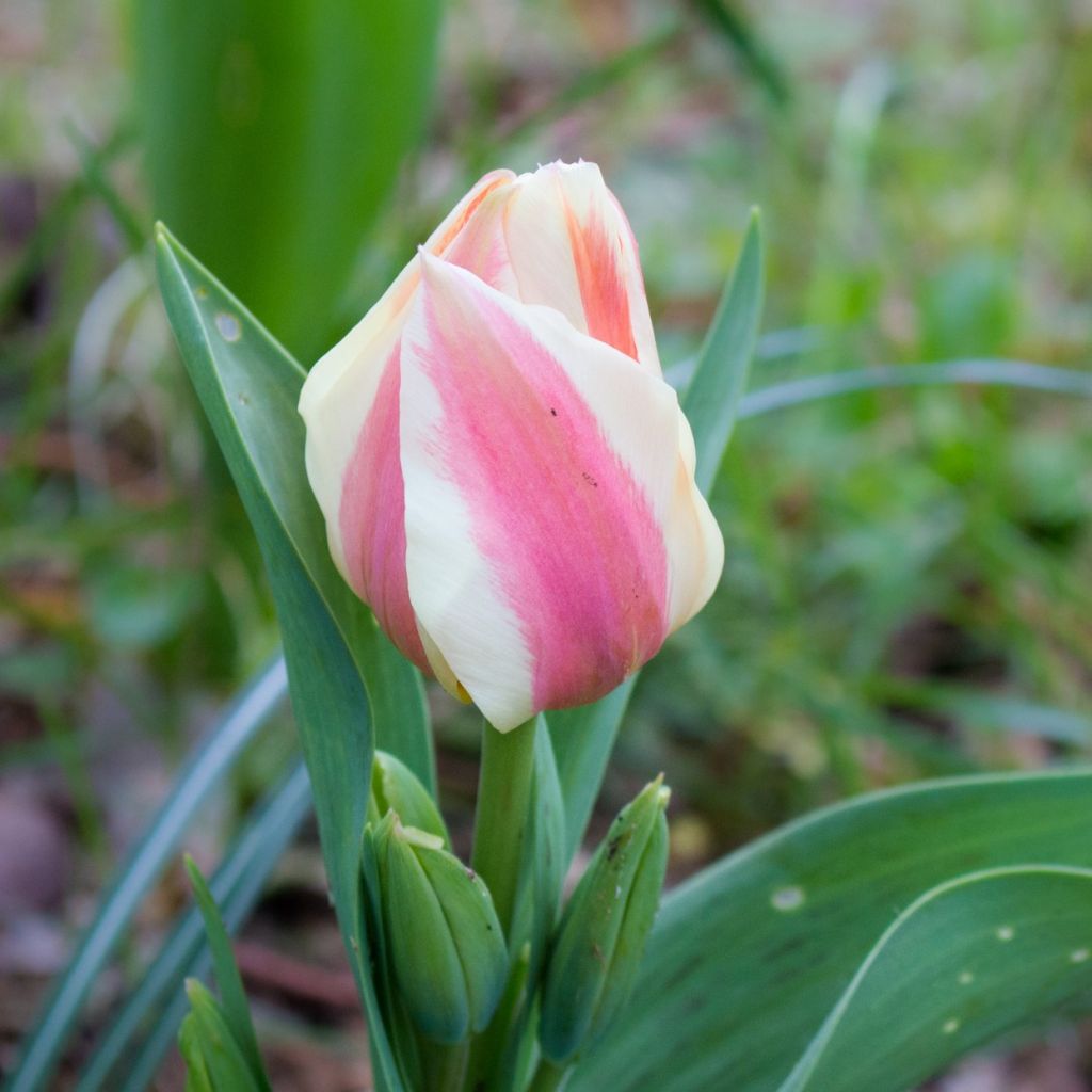 Tulipano greigii Quebec