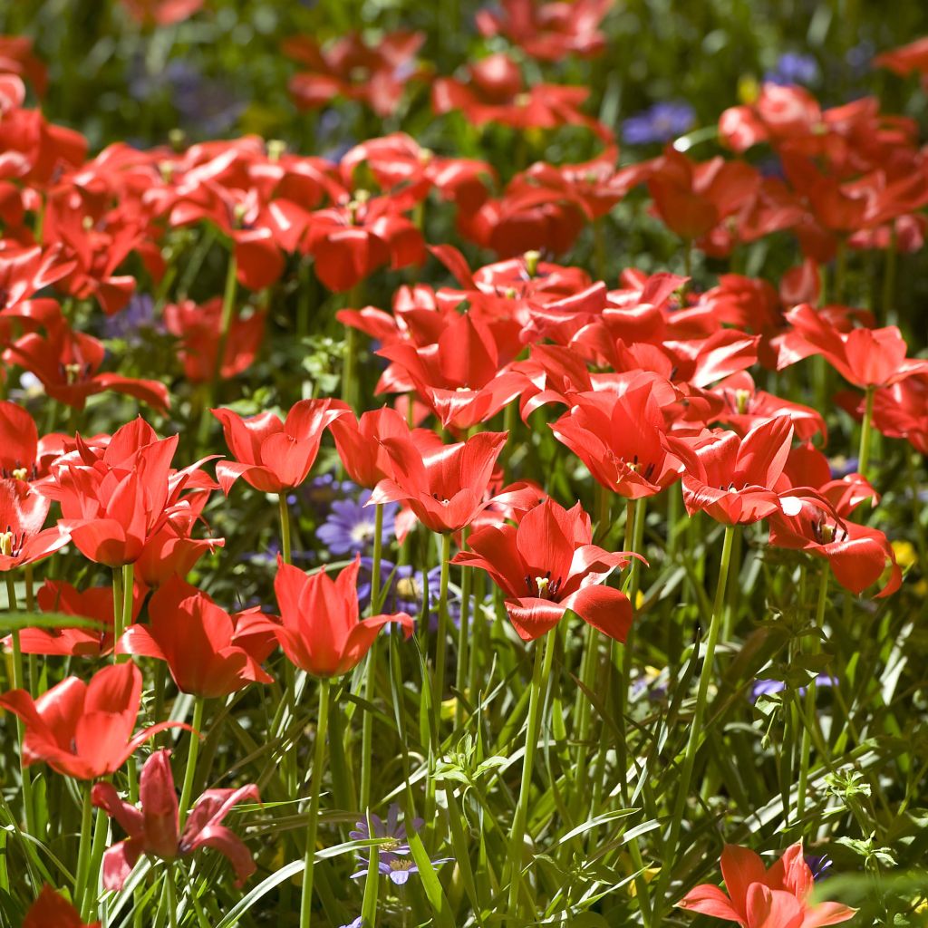 Tulipano linifolia - Tulipano selvatico