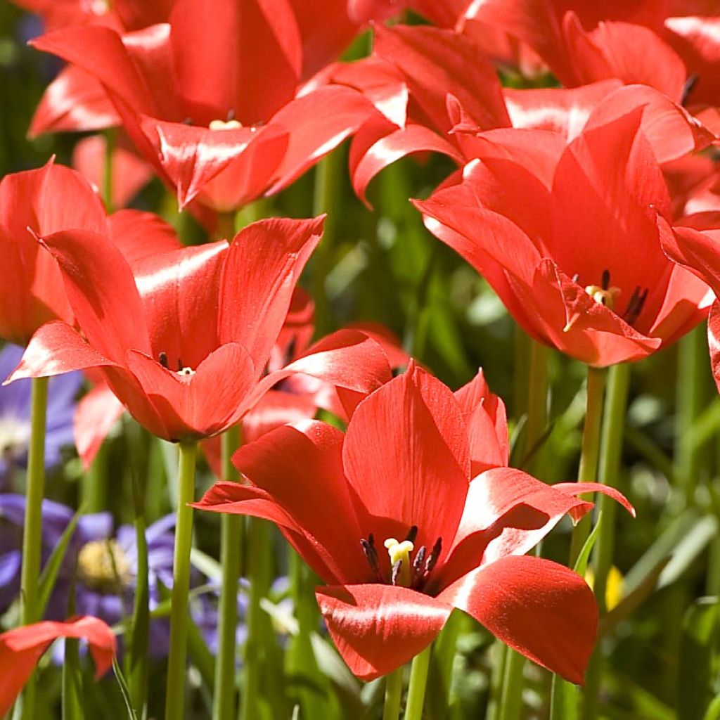 Tulipano linifolia - Tulipano selvatico