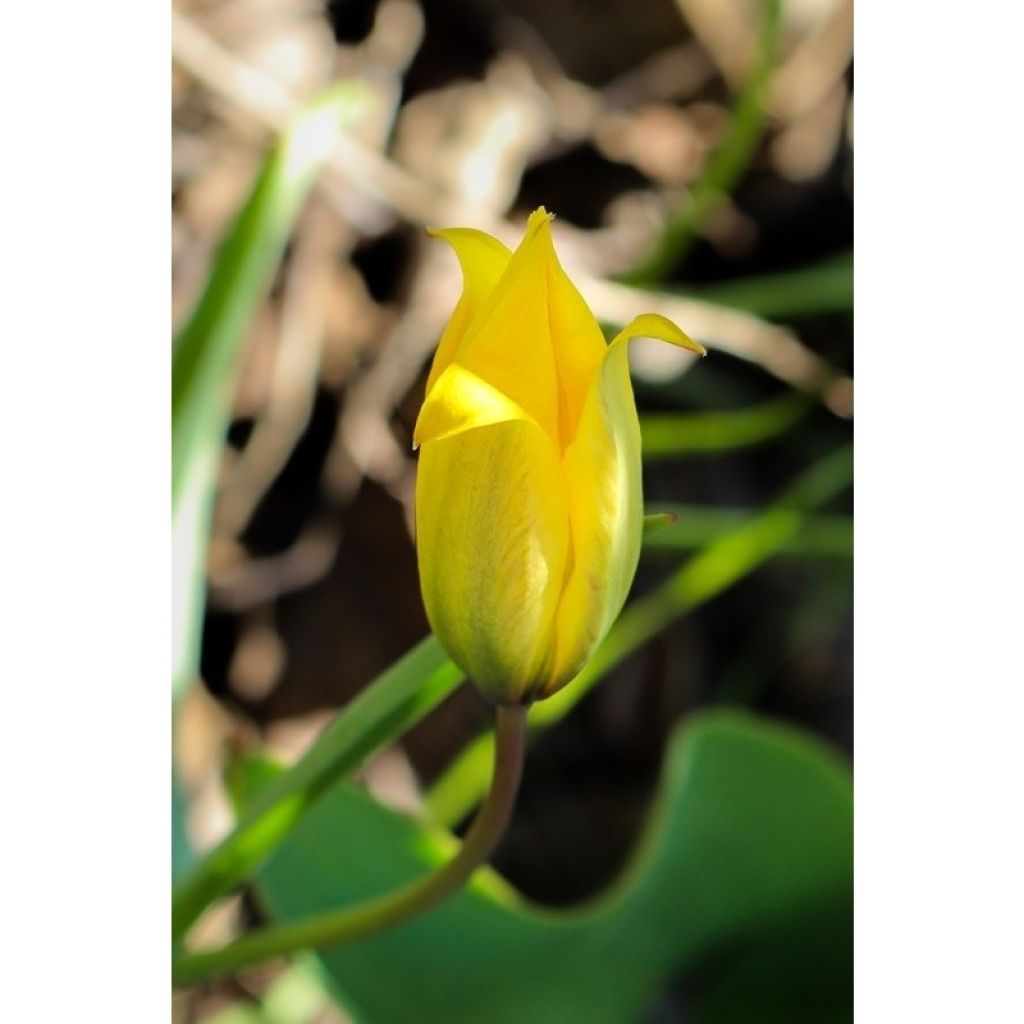 Tulipano sylvestris - Tulipano dei campi