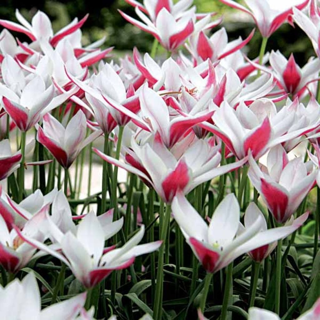 Tulipe Clusiana Peppermint Stick