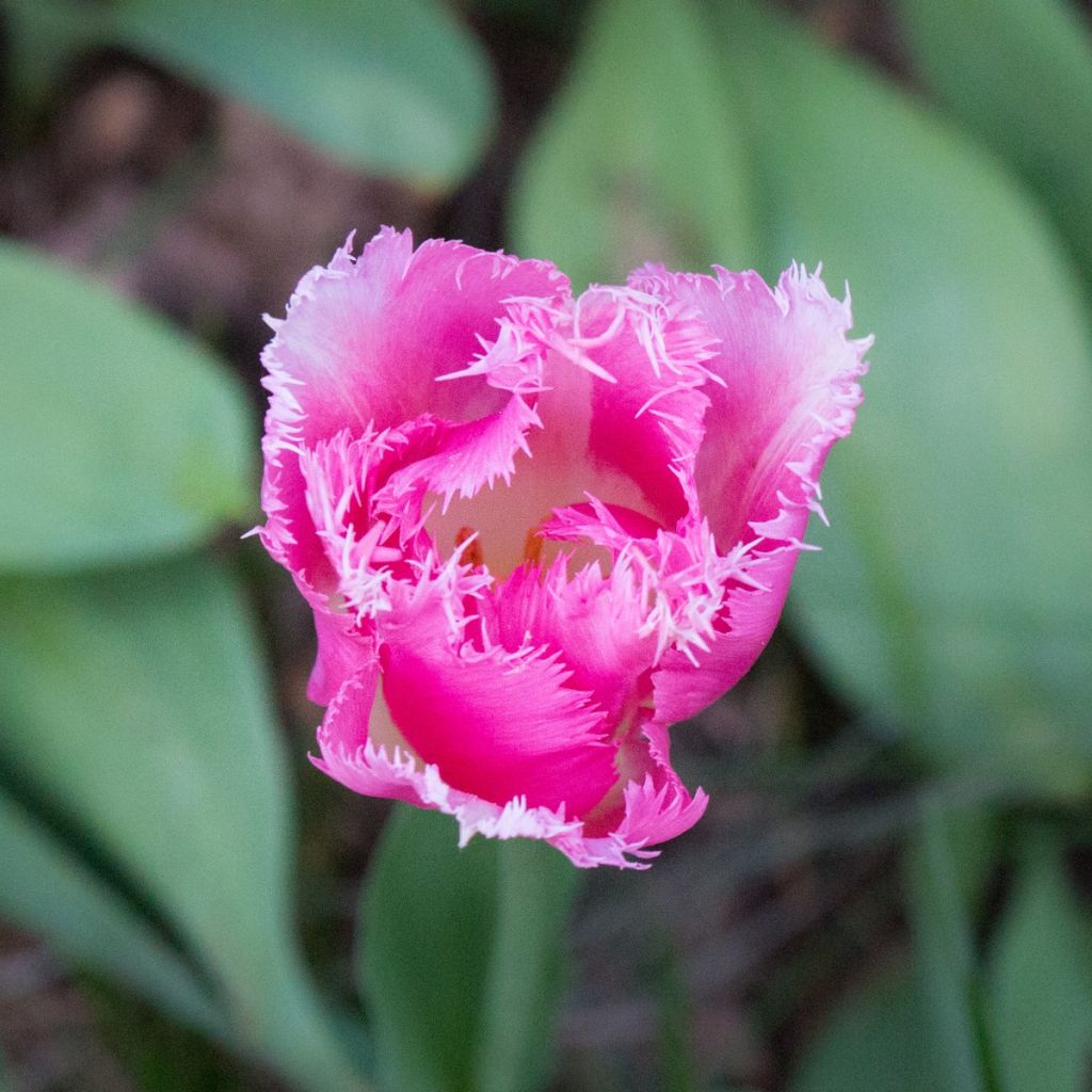 Tulipano sfrangiato Huis Ten Bosch