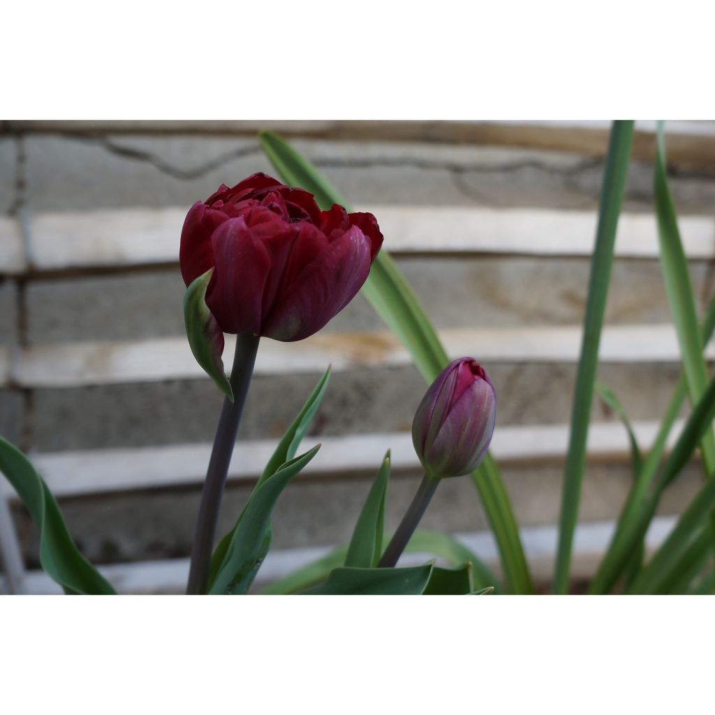 Tulipano Black Héro