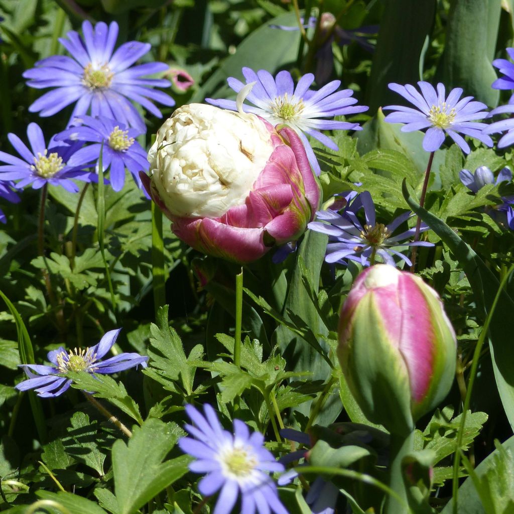 Tulipano Ice Cream