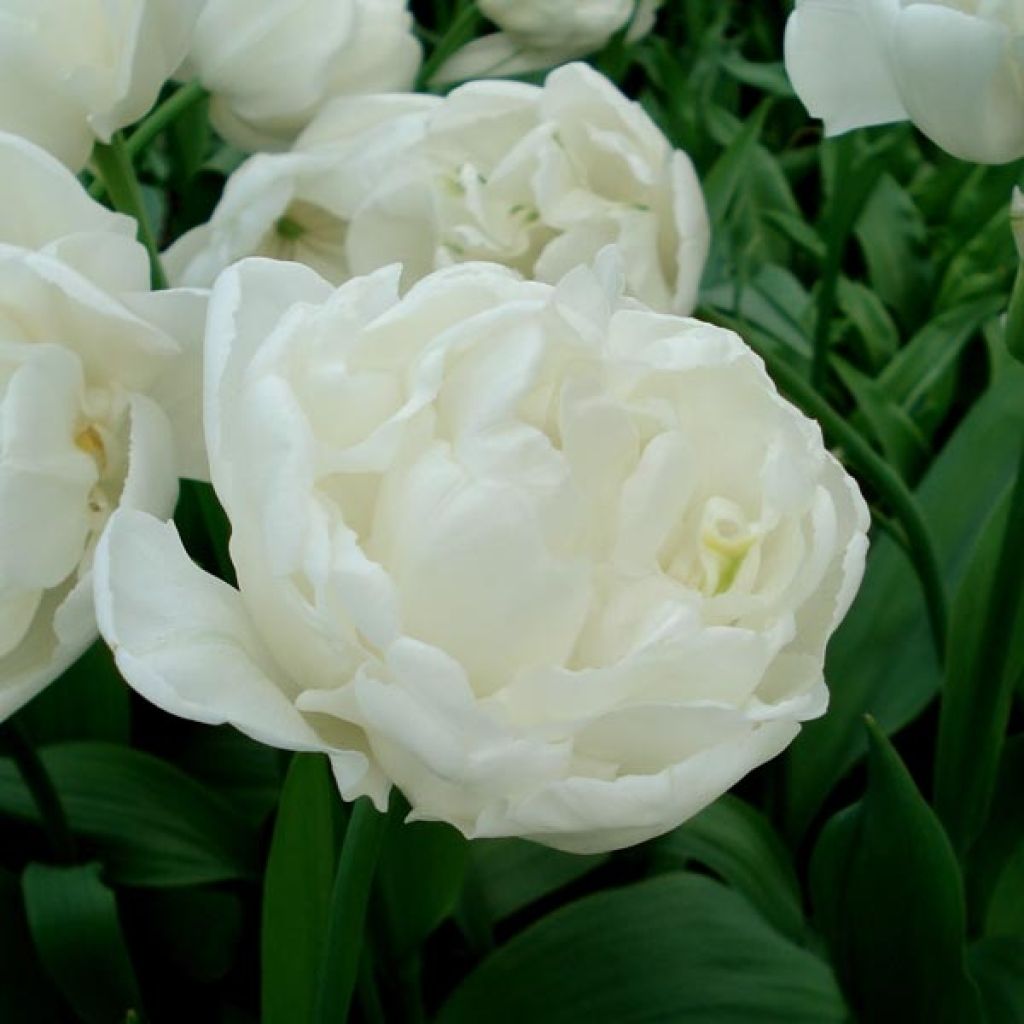 Tulipe Double White Heart