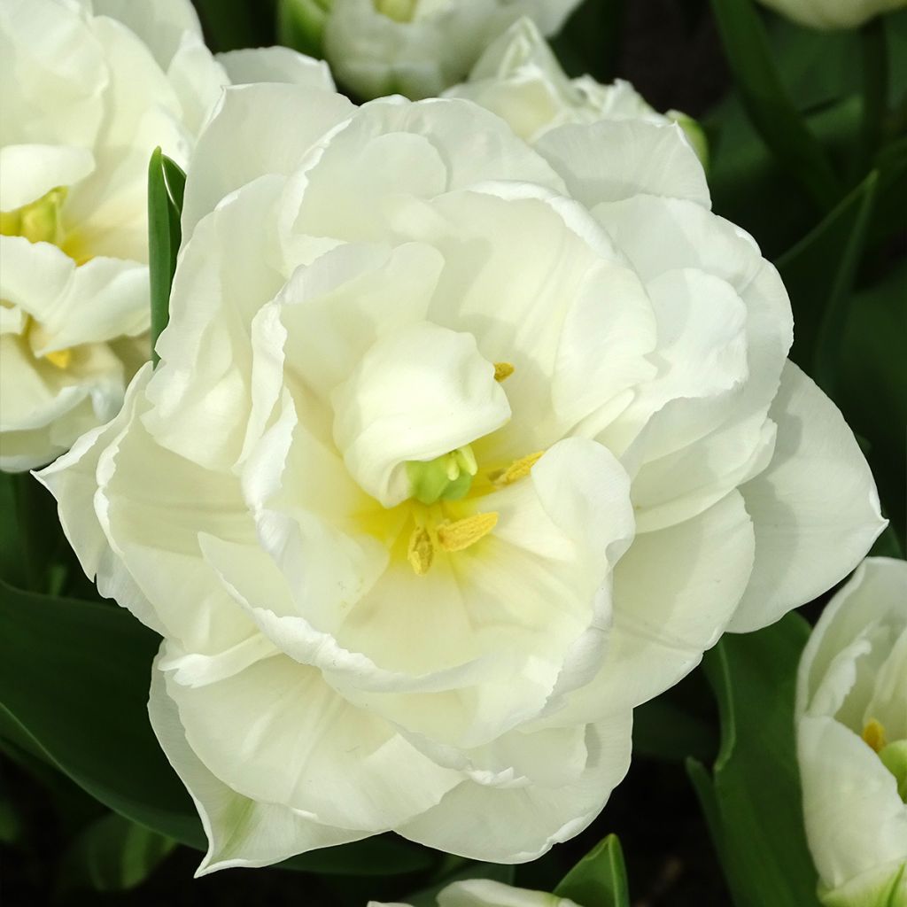 Tulipe double tardive White Heart