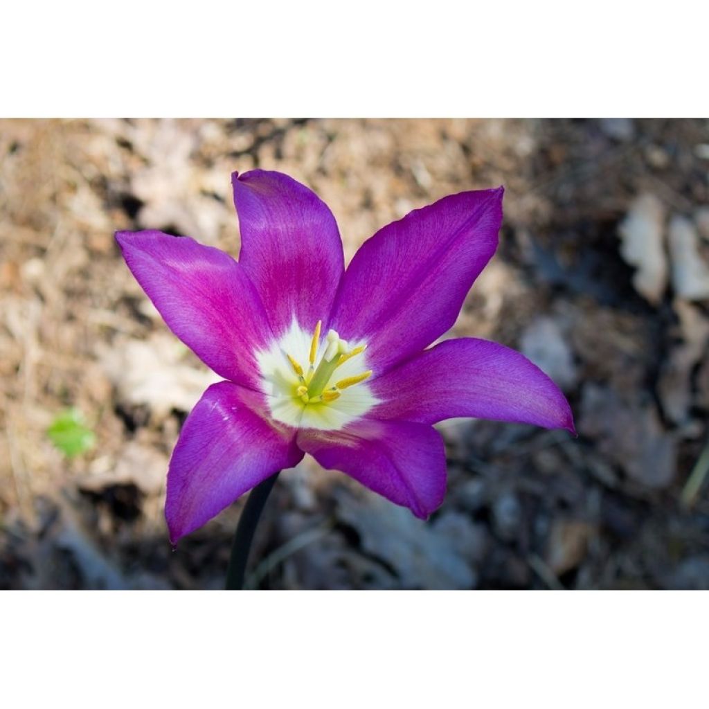 Tulipano Giglio Burgundy