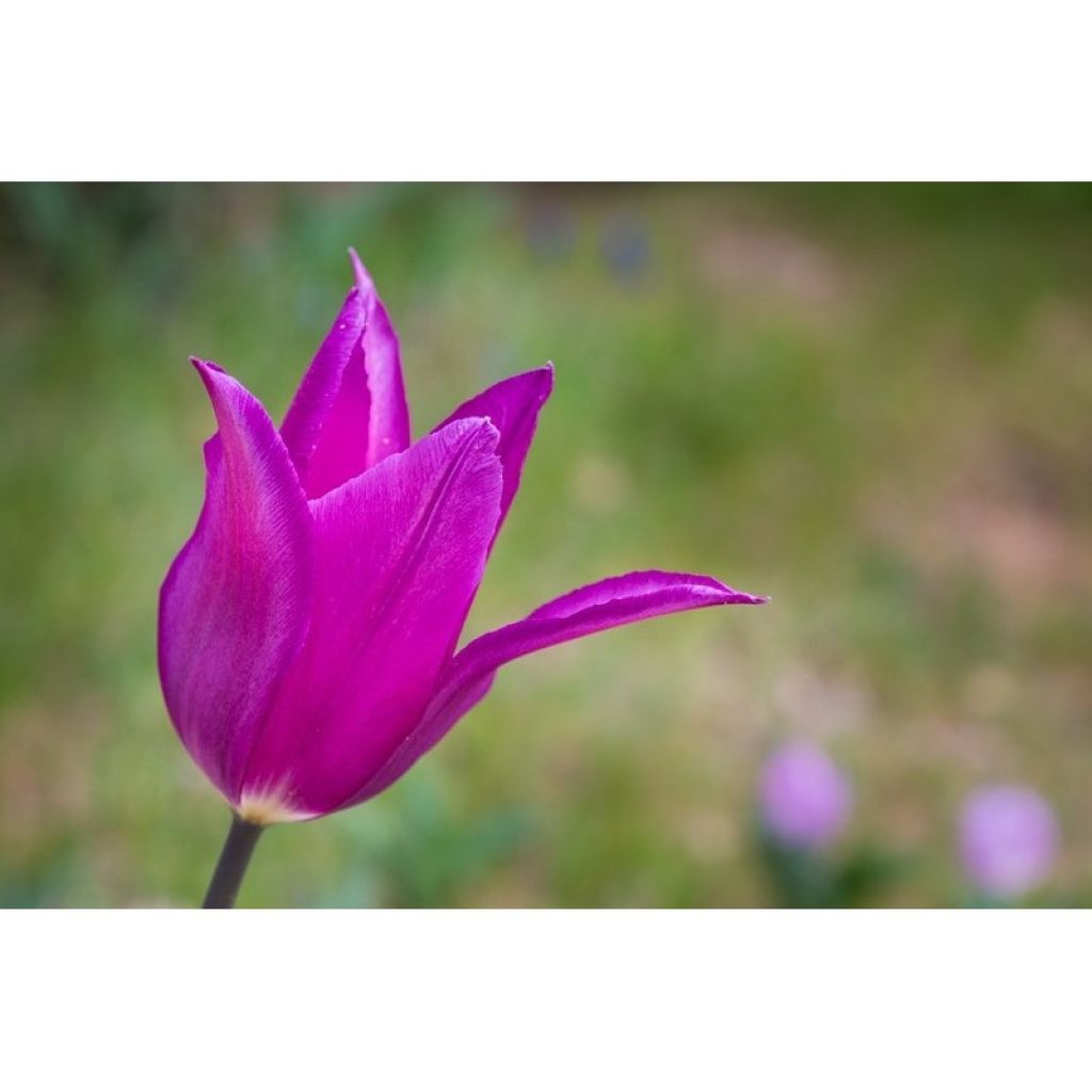 Tulipano Giglio Burgundy