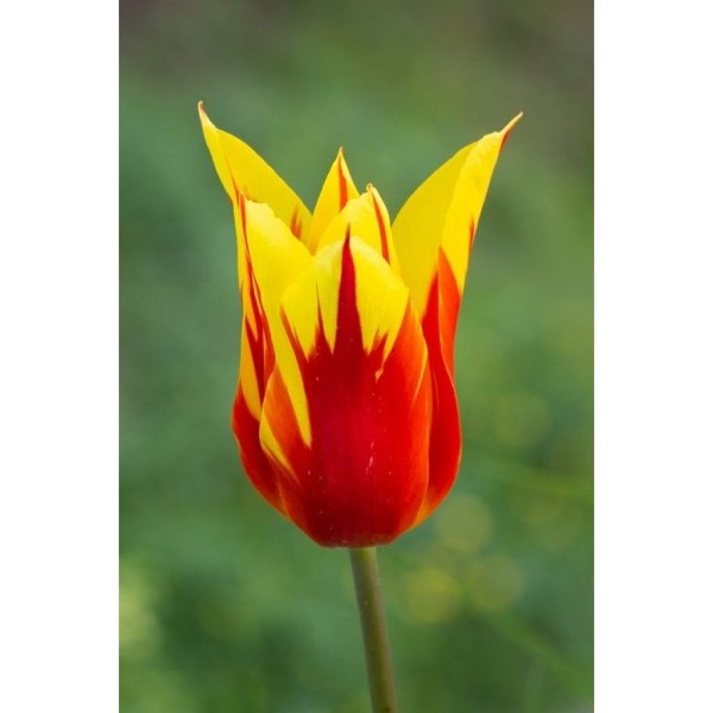 Tulipano Giglio Fire Wings