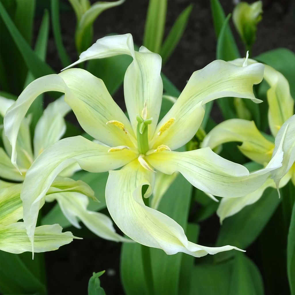 Tulipano Giglio Green Dance