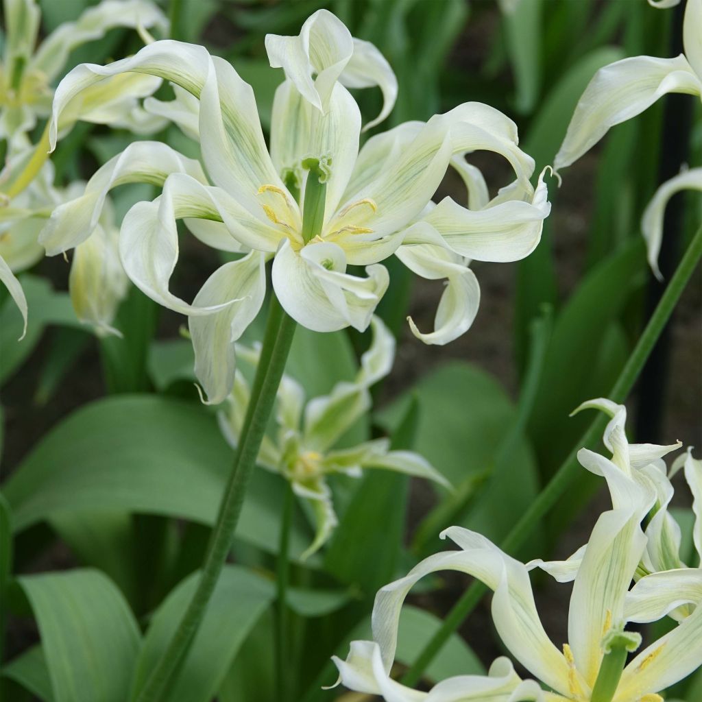 Tulipano Giglio Green Dance