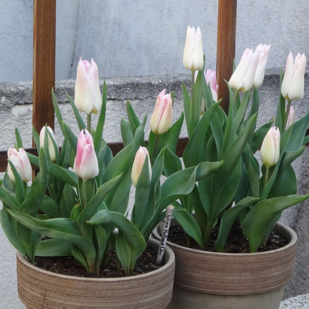 Tulipano Giglio Holland Chic