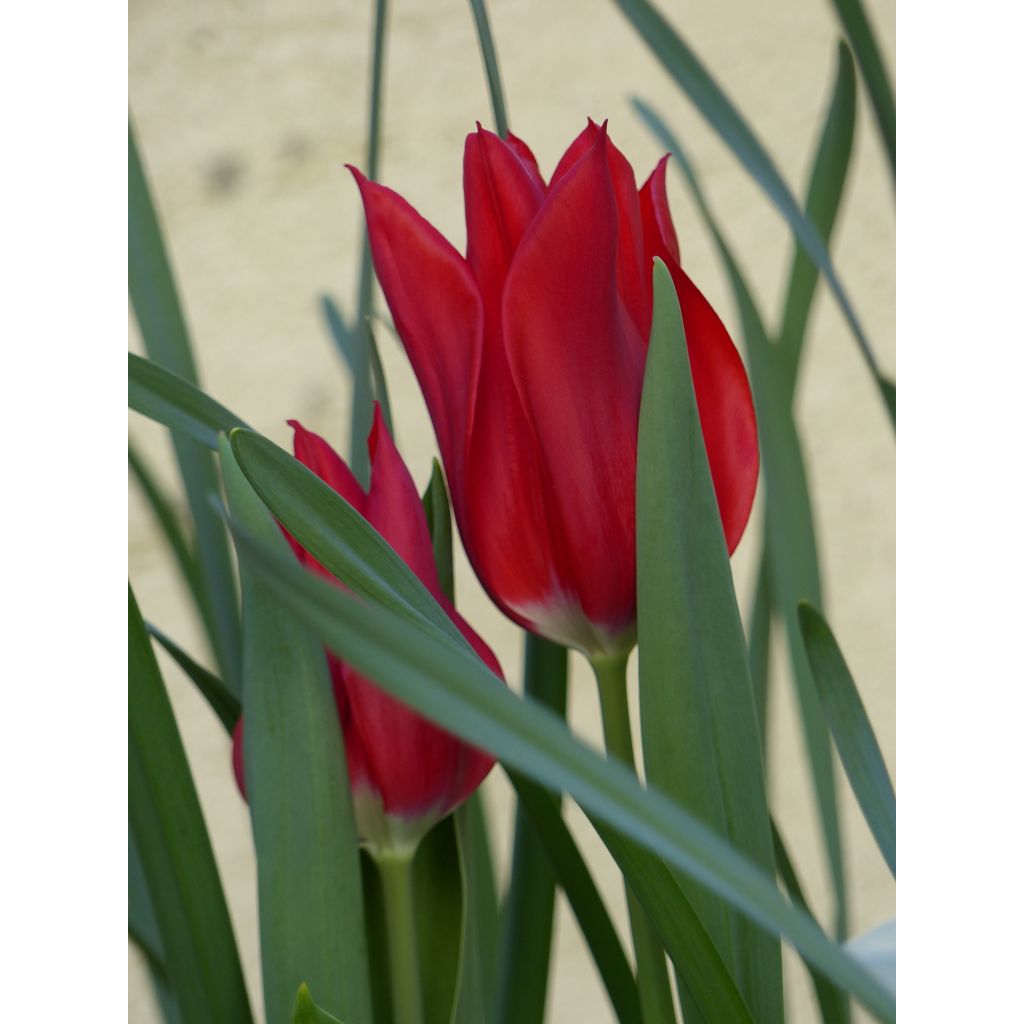 Tulipano Giglio Lasting Love