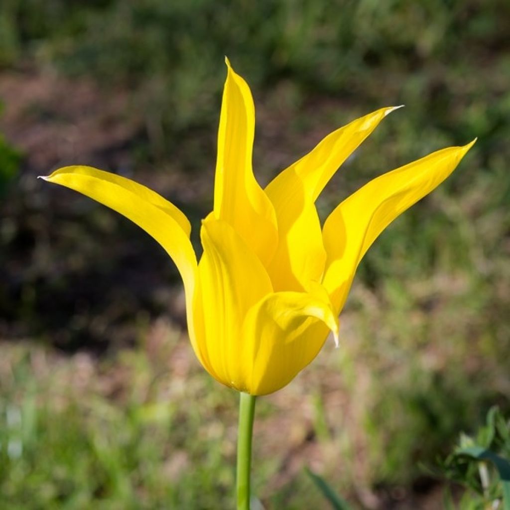 Tulipano Giglio West Point