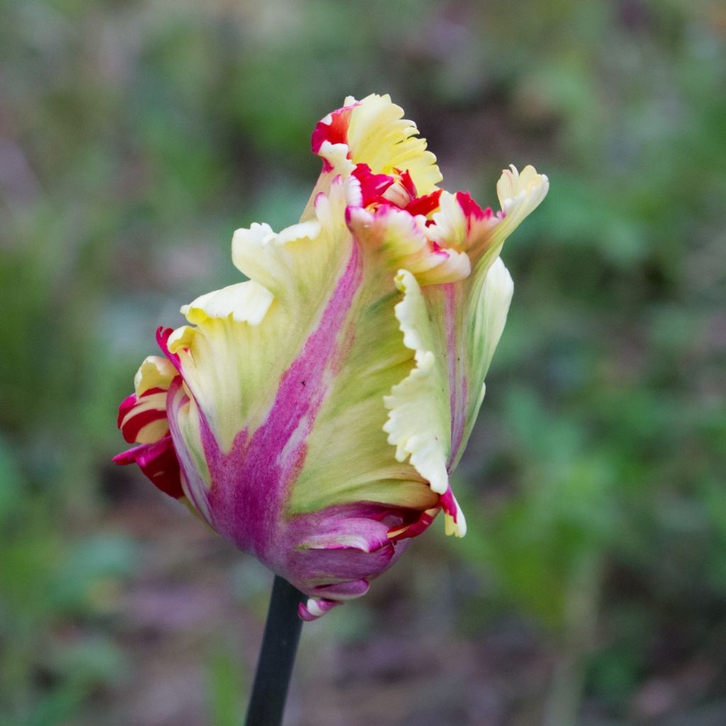 Tulipano Pappagallo Flaming Parrot