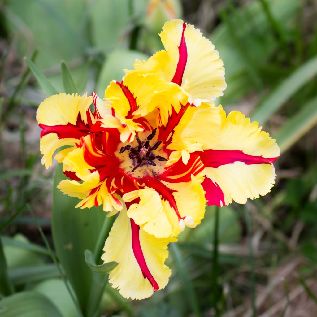 Tulipano Pappagallo Flaming Parrot