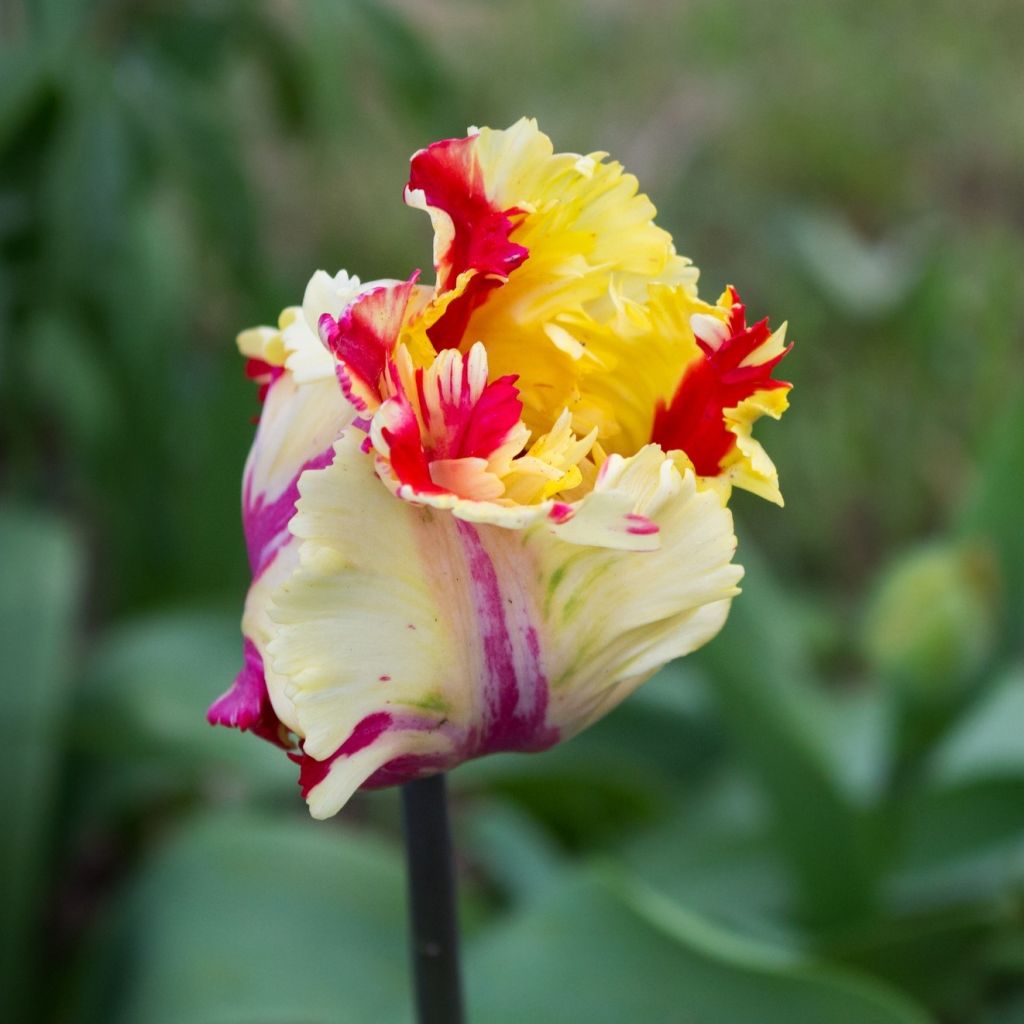 Tulipano Pappagallo Flaming Parrot