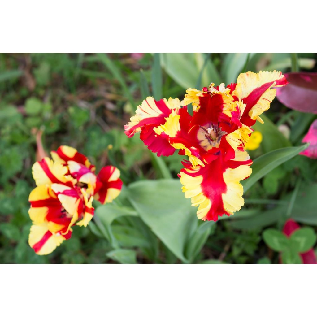 Tulipano Pappagallo Flaming Parrot