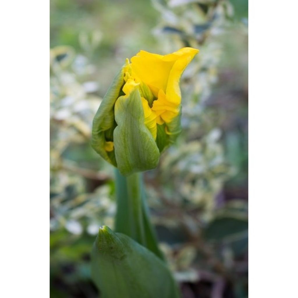 Tulipano Pappagallo Yellow Sun