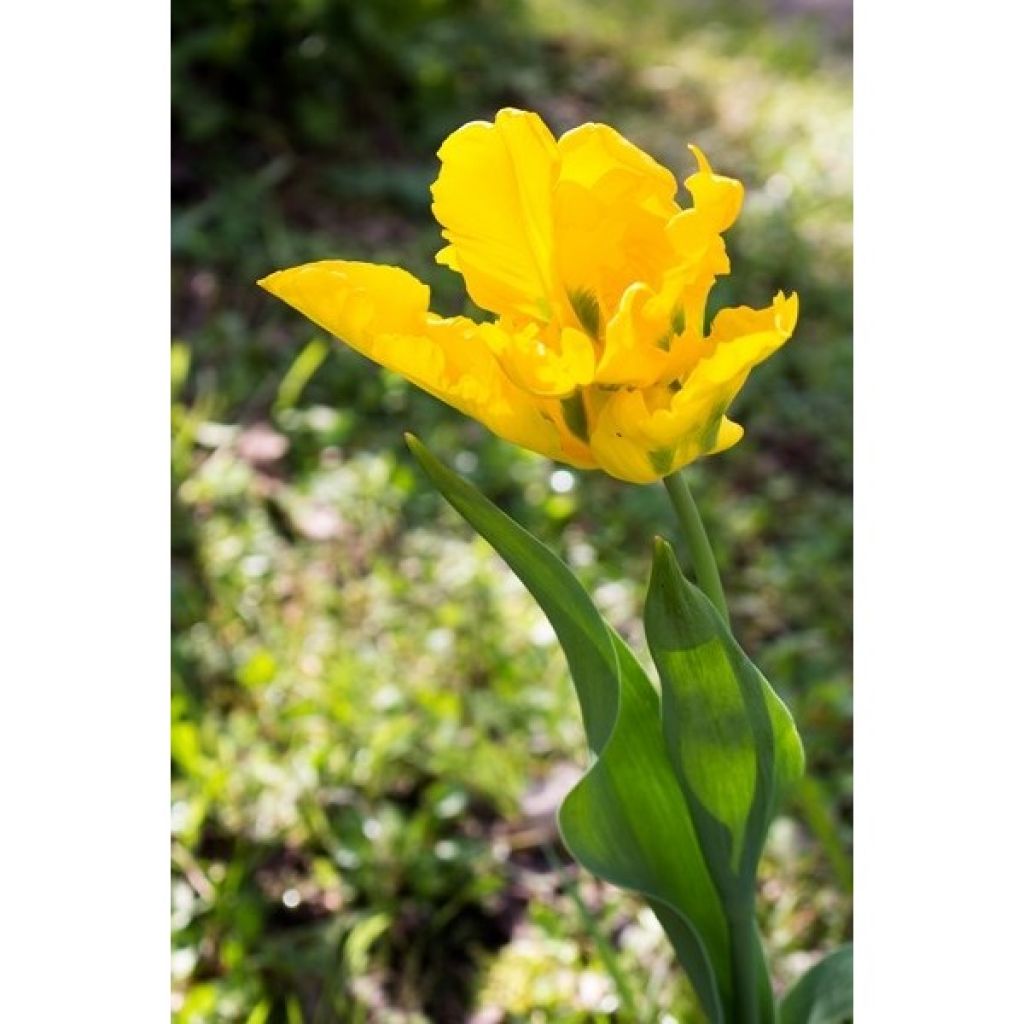 Tulipano Pappagallo Yellow Sun