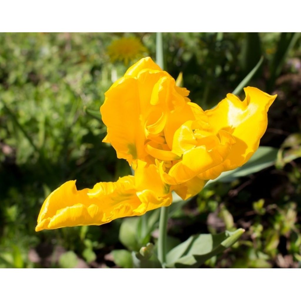 Tulipano Pappagallo Yellow Sun