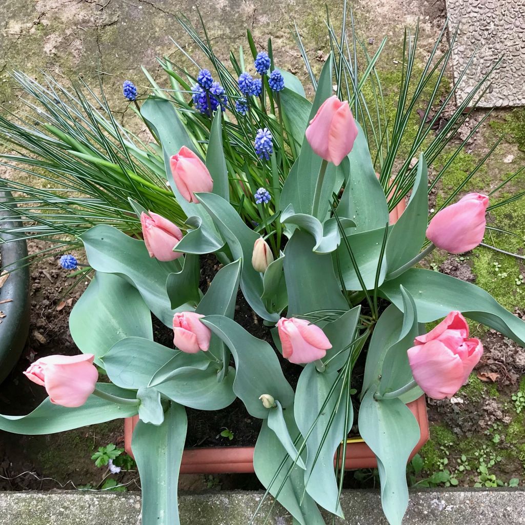 Tulipano Apricot Beauty