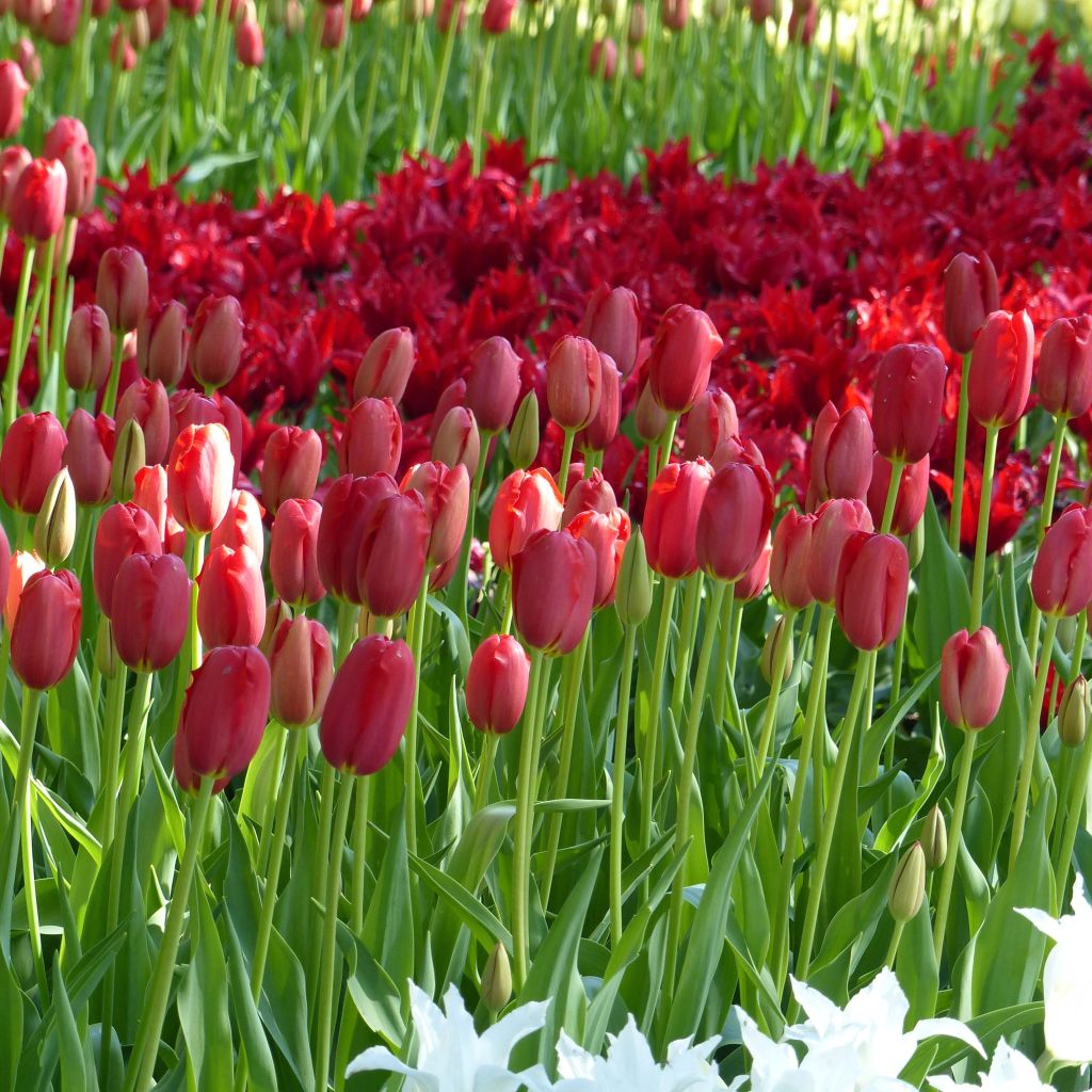 Tulipano Sky High Scarlet