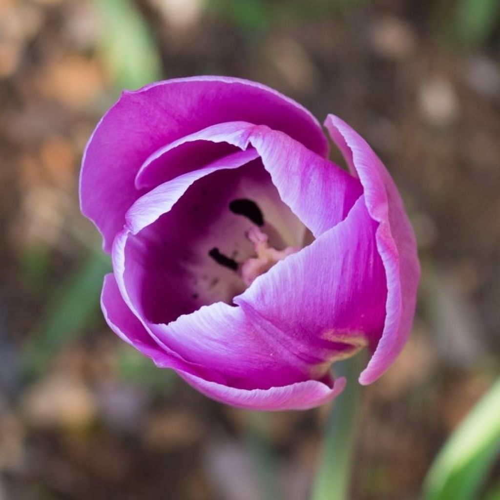 Tulipano Violet Beauty