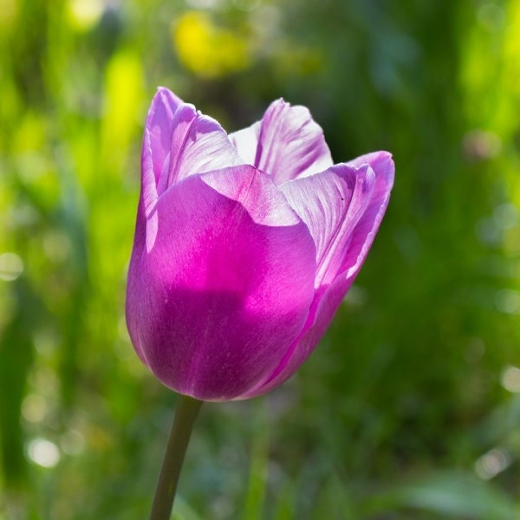 Tulipano Violet Beauty