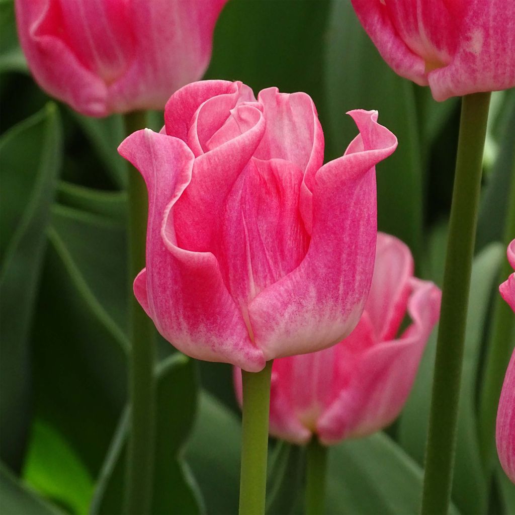 Tulipano Trionfo Crown of Dynasty