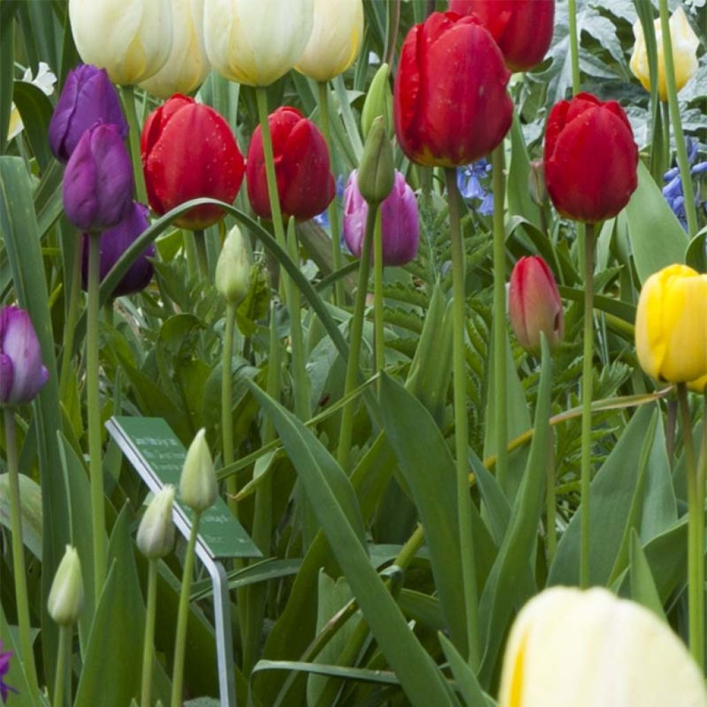 Tulipano Trionfo Ile de France