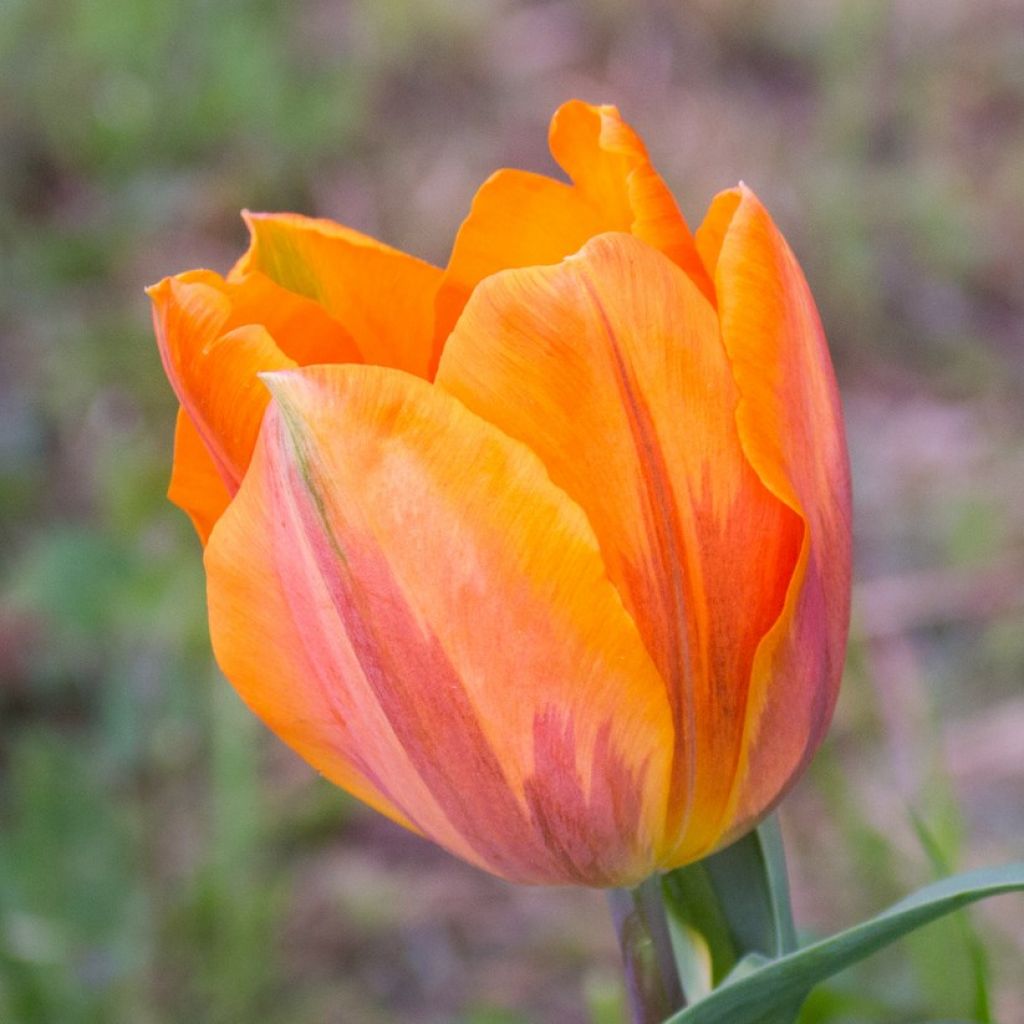 Tulipano Trionfo Princesse Irène