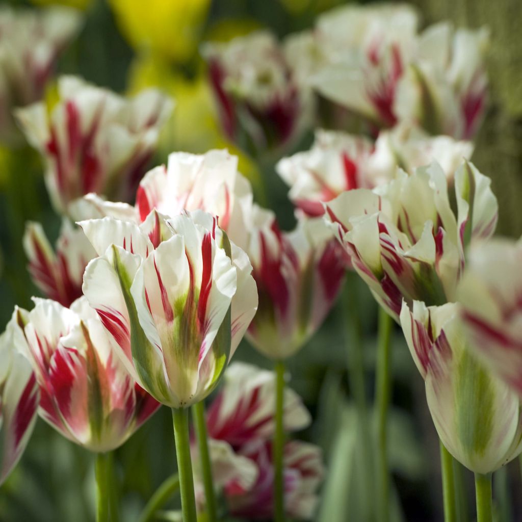 Tulipano Viridiflora Flaming Spring Green