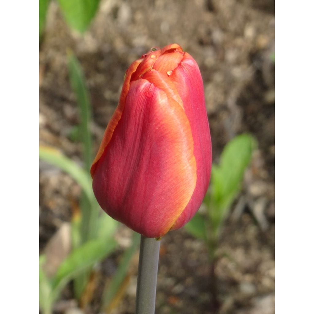 Tulipano Trionfo Brown Sugar